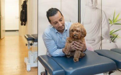 The Benefits of Visiting a Dog-Friendly Chiropractor