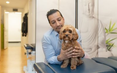 Can dogs have their spine adjusted by a Chiropractor